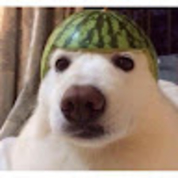 watermelondog